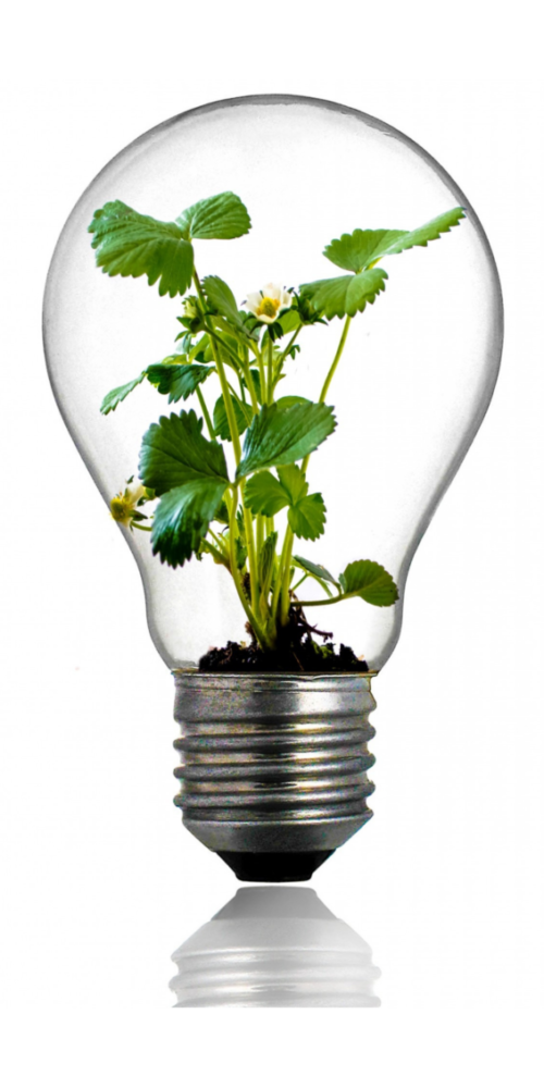 Plant growing in a lightbulb